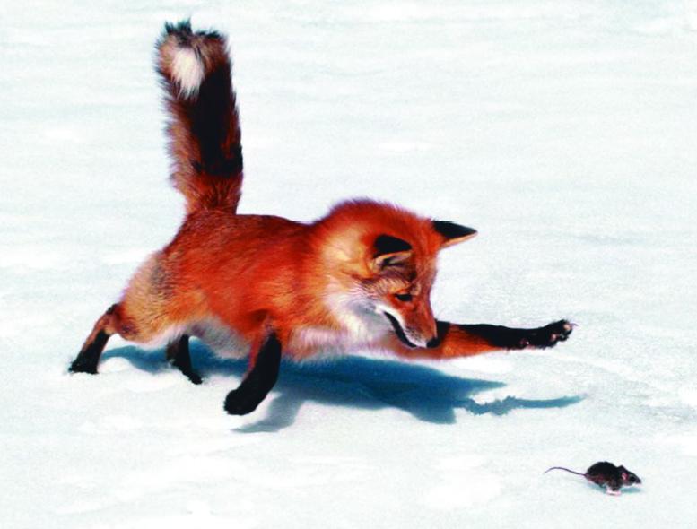 最有争议的动物——狐狸