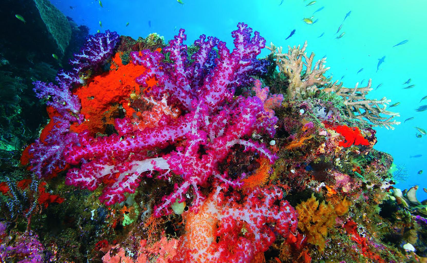 软珊瑚上的共生生物