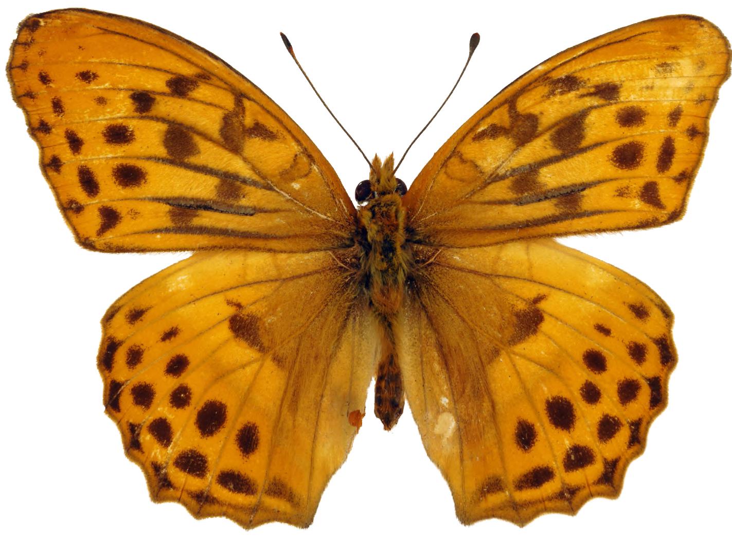 蝴蝶的雌雄二型及多型现象