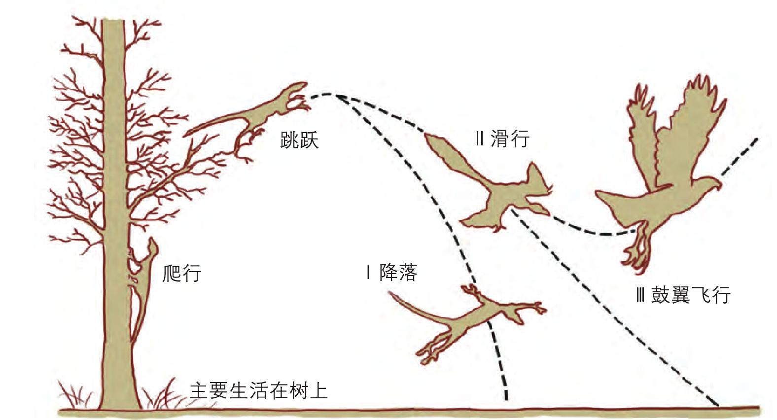 鸟类的飞行起源