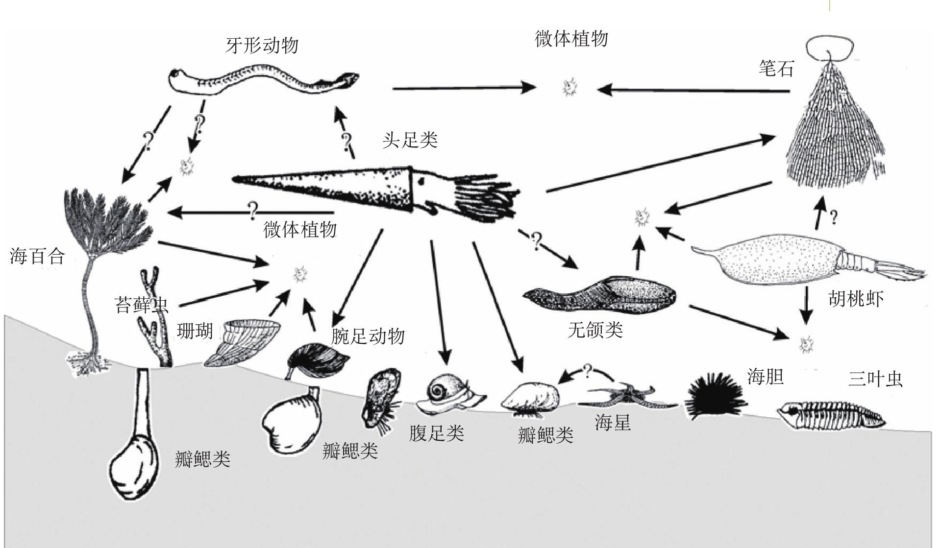 奥陶纪:笔石兴盛