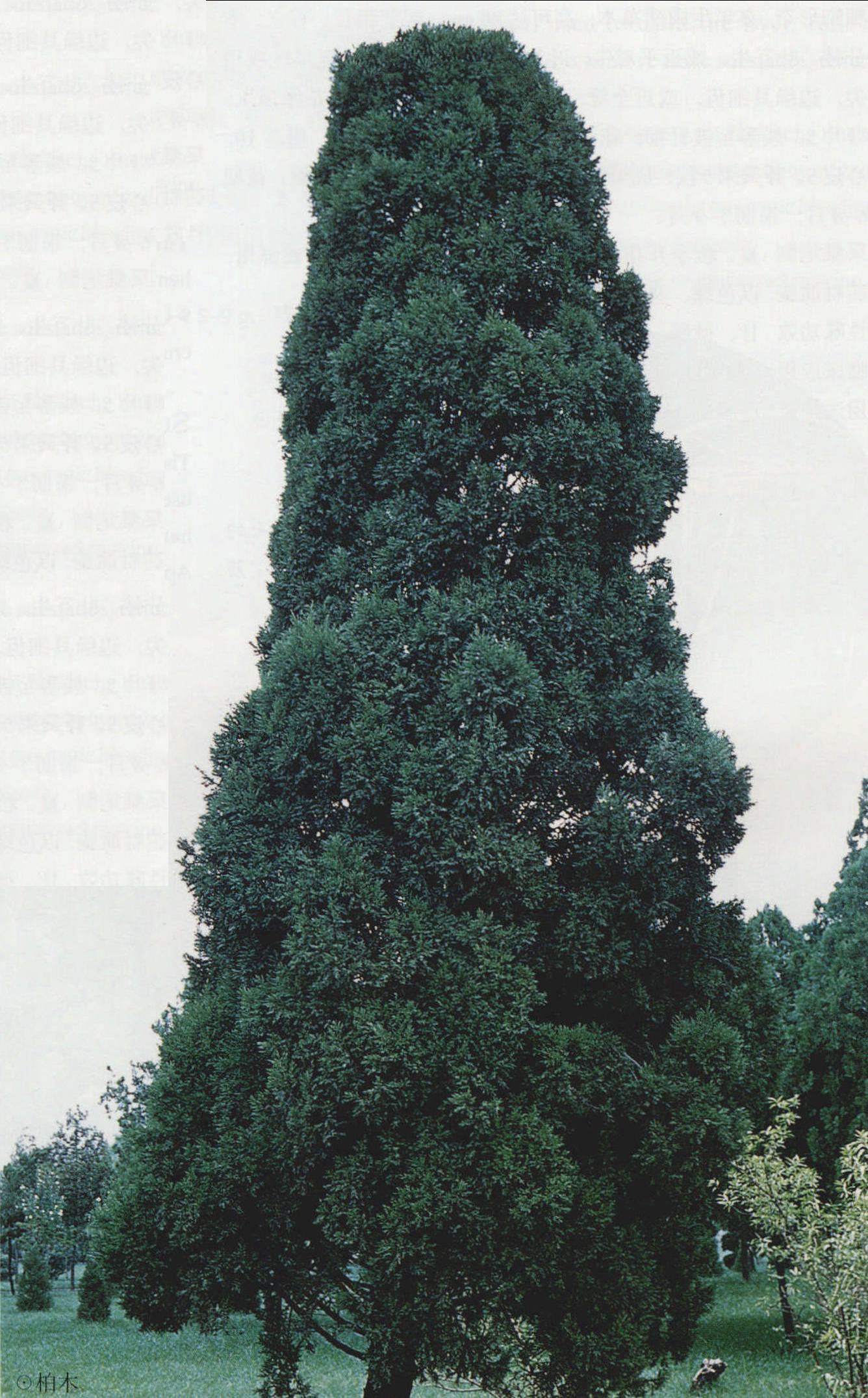 柏樹葉