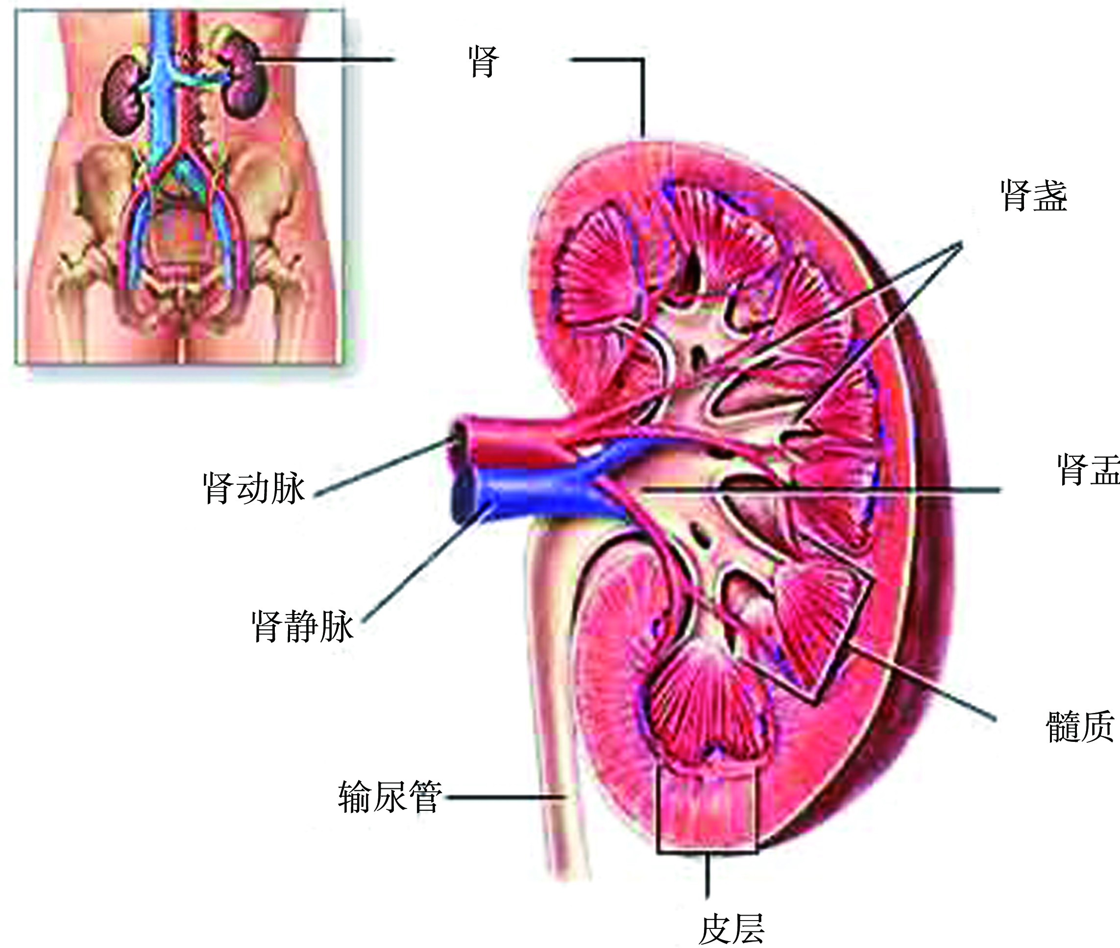 第一节 肾脏解剖学及组织学