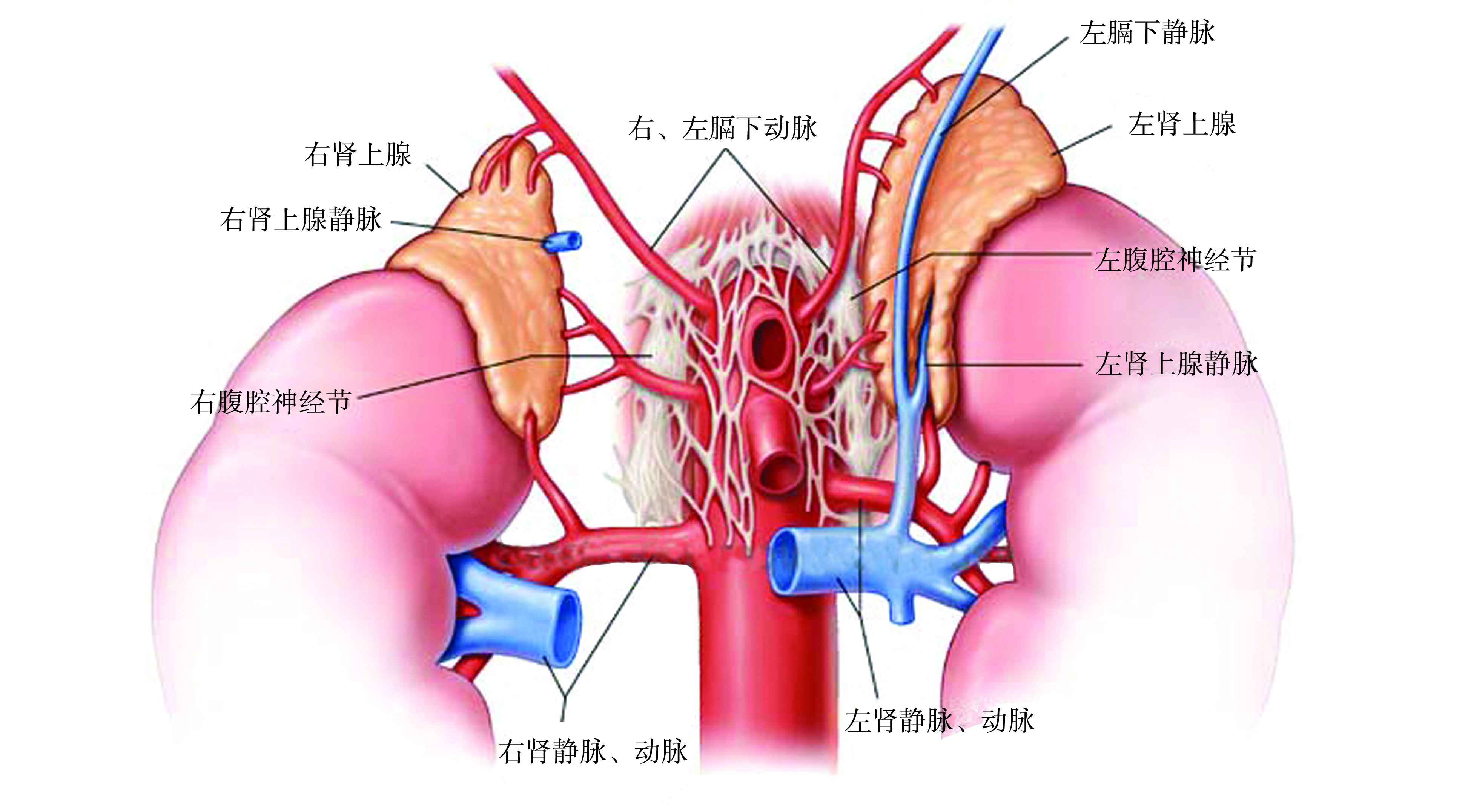 第一節(jié) 腎上腺解剖學(xué)與組織學(xué)