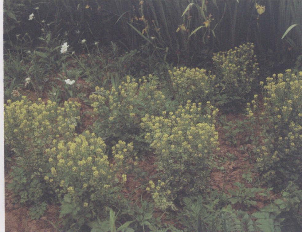 彩叶欧洲山芥