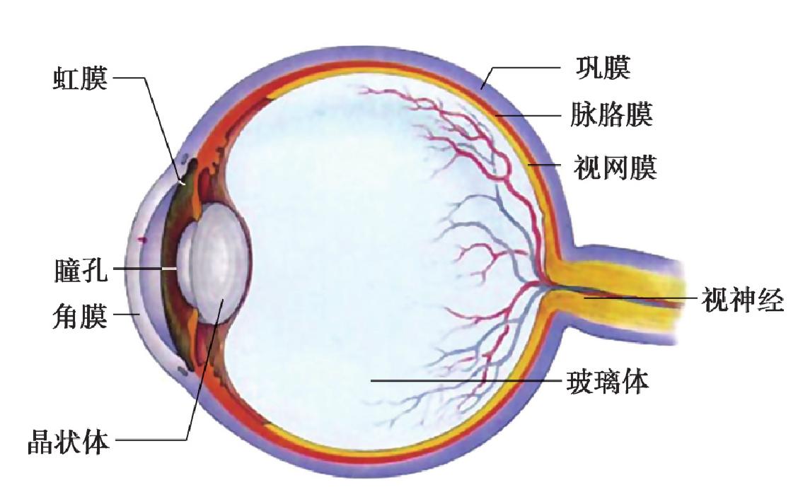 1.2.1 眼睛的生理结构