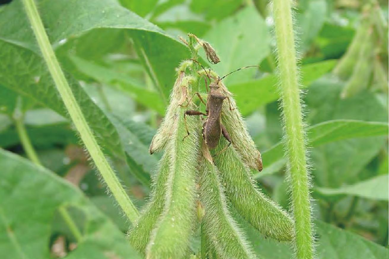 点蜂缘蝽