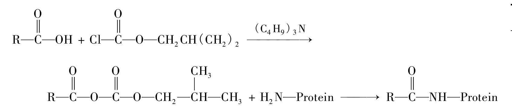 第三節(jié) 半抗原的結(jié)構(gòu)與分子改造