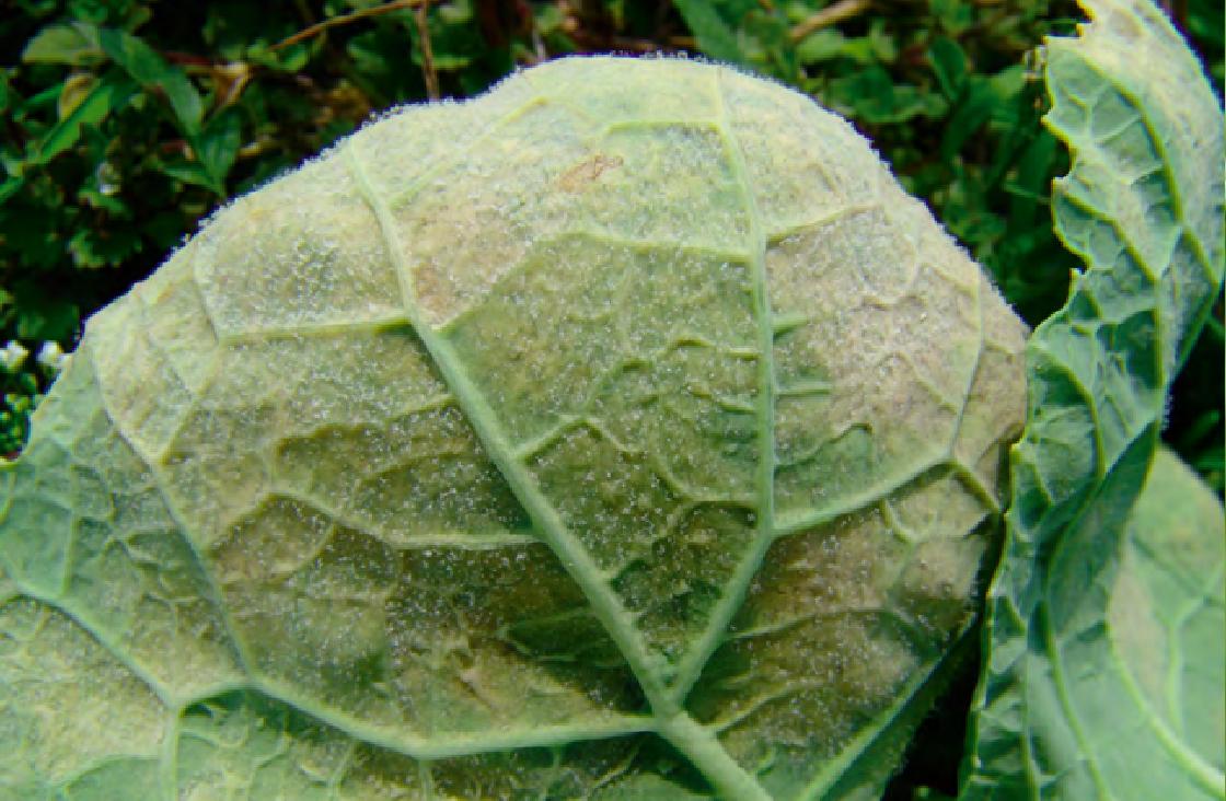 油菜霜霉病