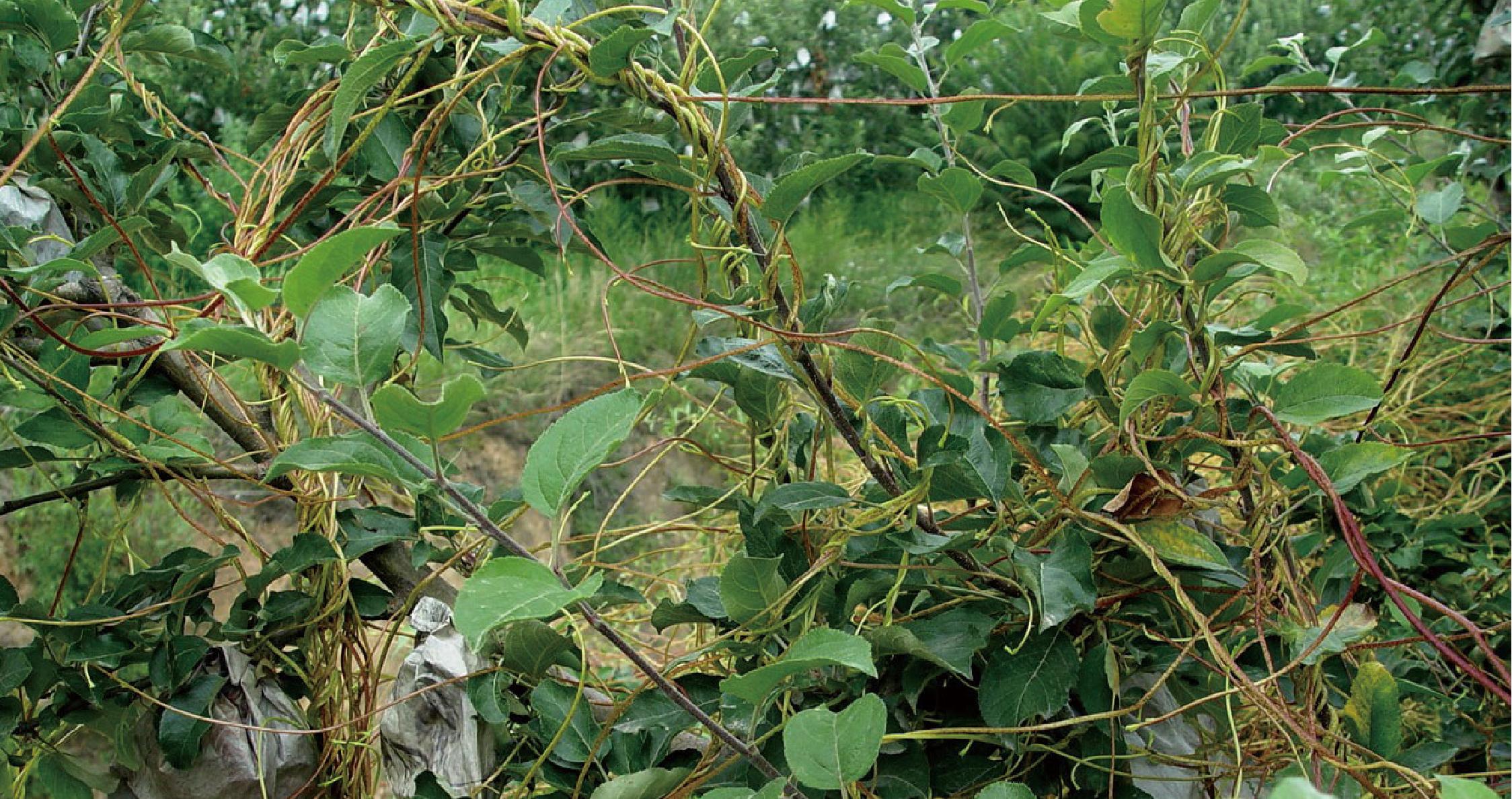 菟丝子为害苹果树