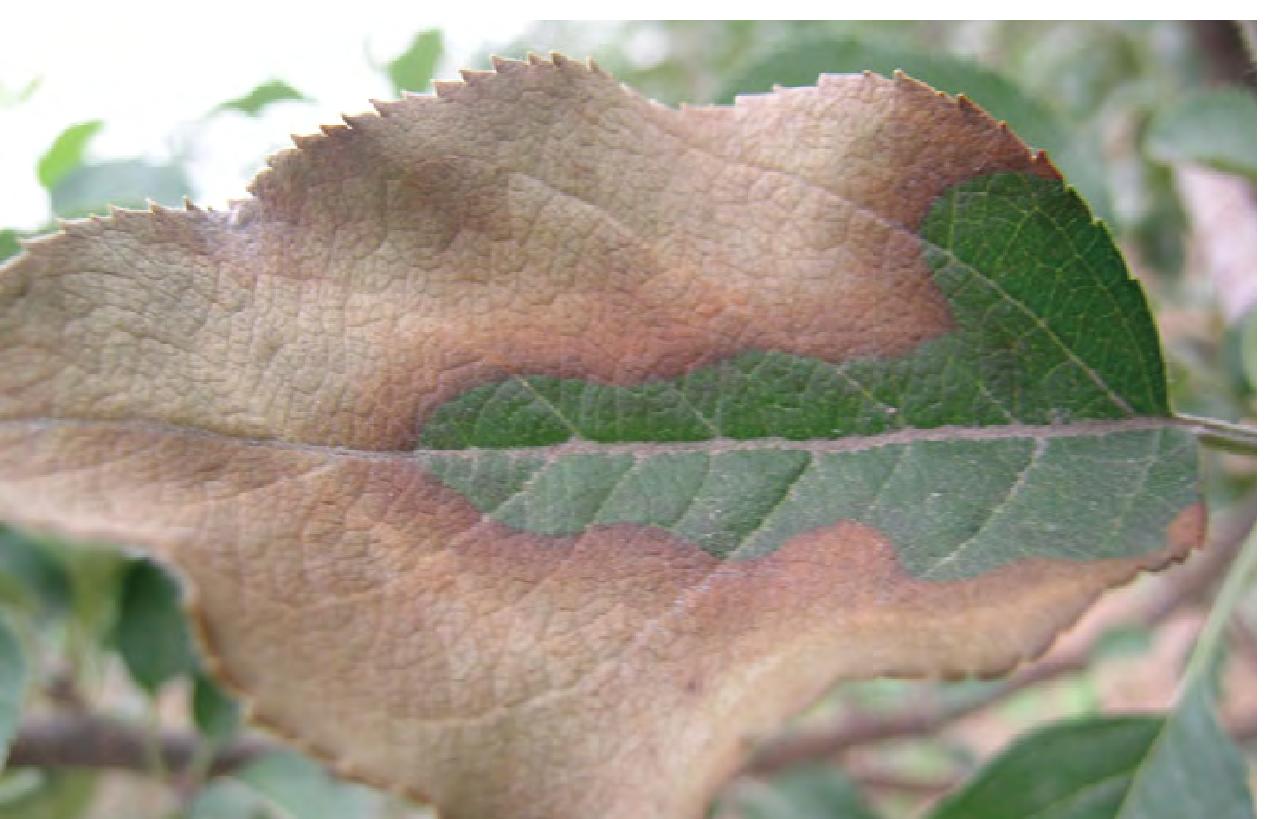 苹果树圆斑根腐病