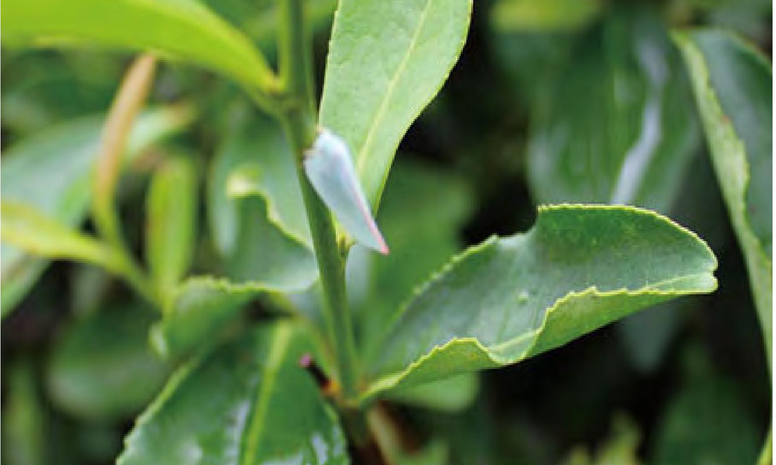 茶树白蛾蜡蝉图片