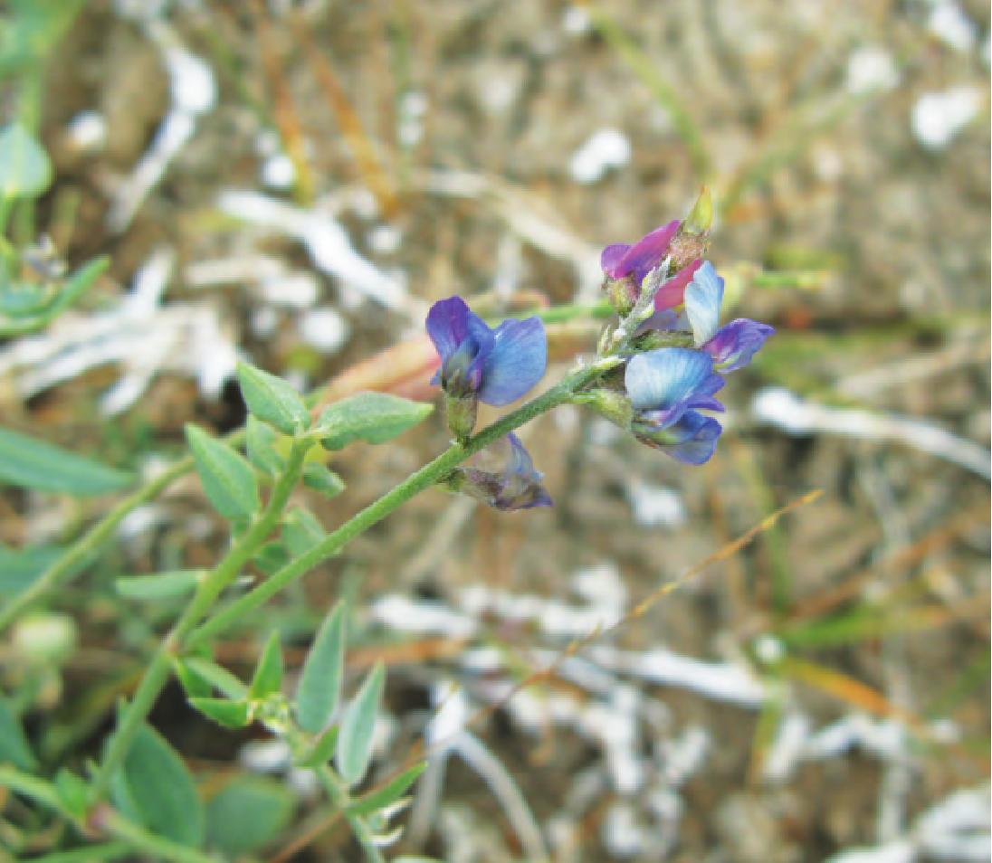 小花棘豆