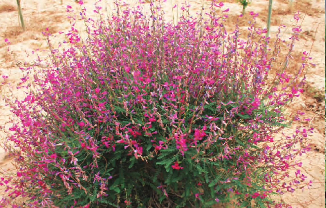 紅花巖黃芪