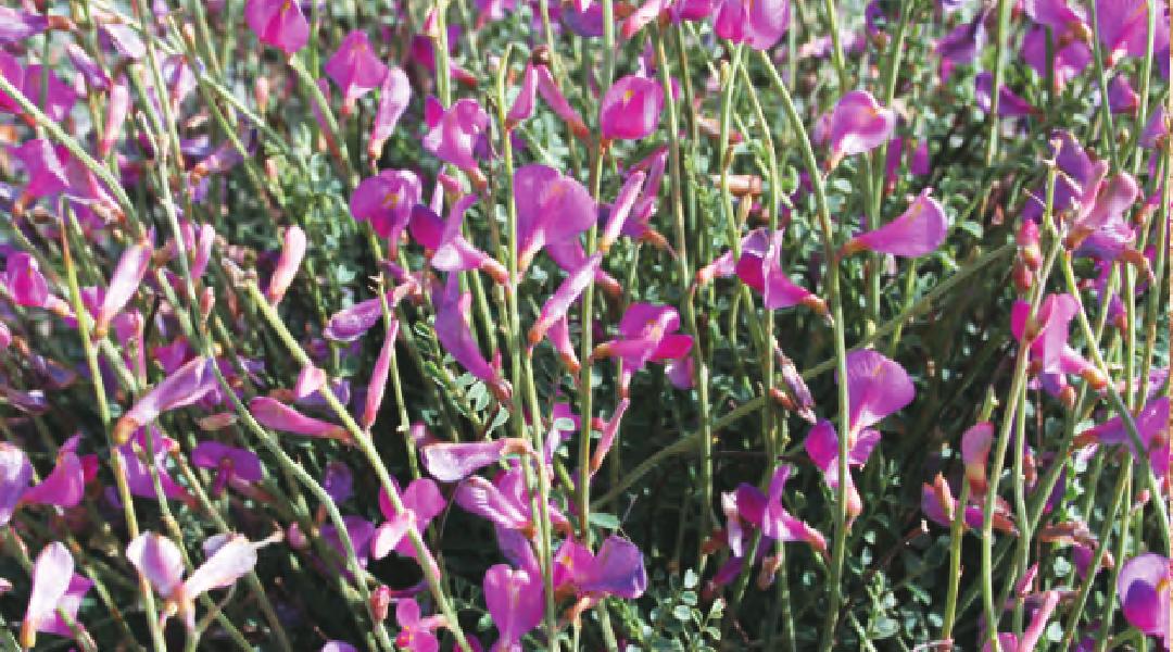 長毛莢黃芪