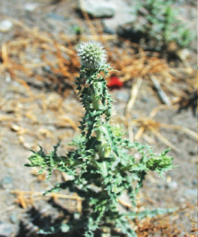 砂藍刺頭