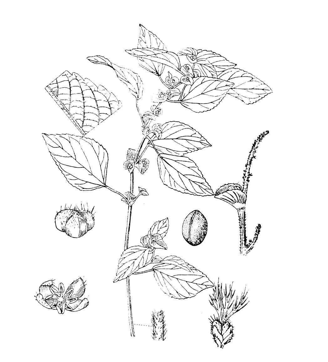 鐵莧菜