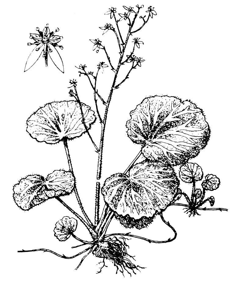 虎耳草