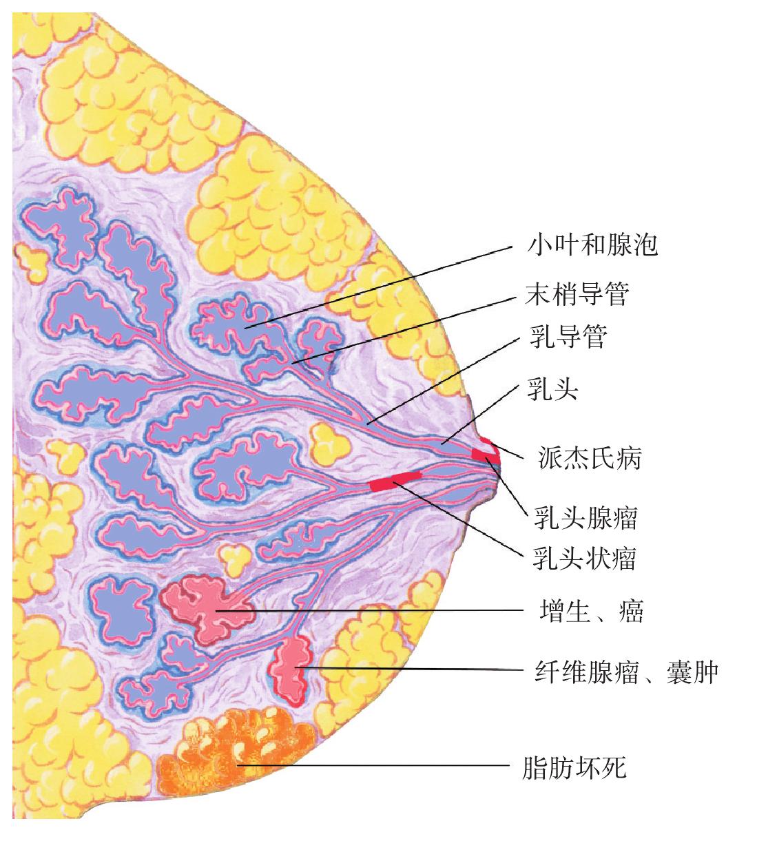 第一節(jié) 乳腺正常組織結(jié)構(gòu)