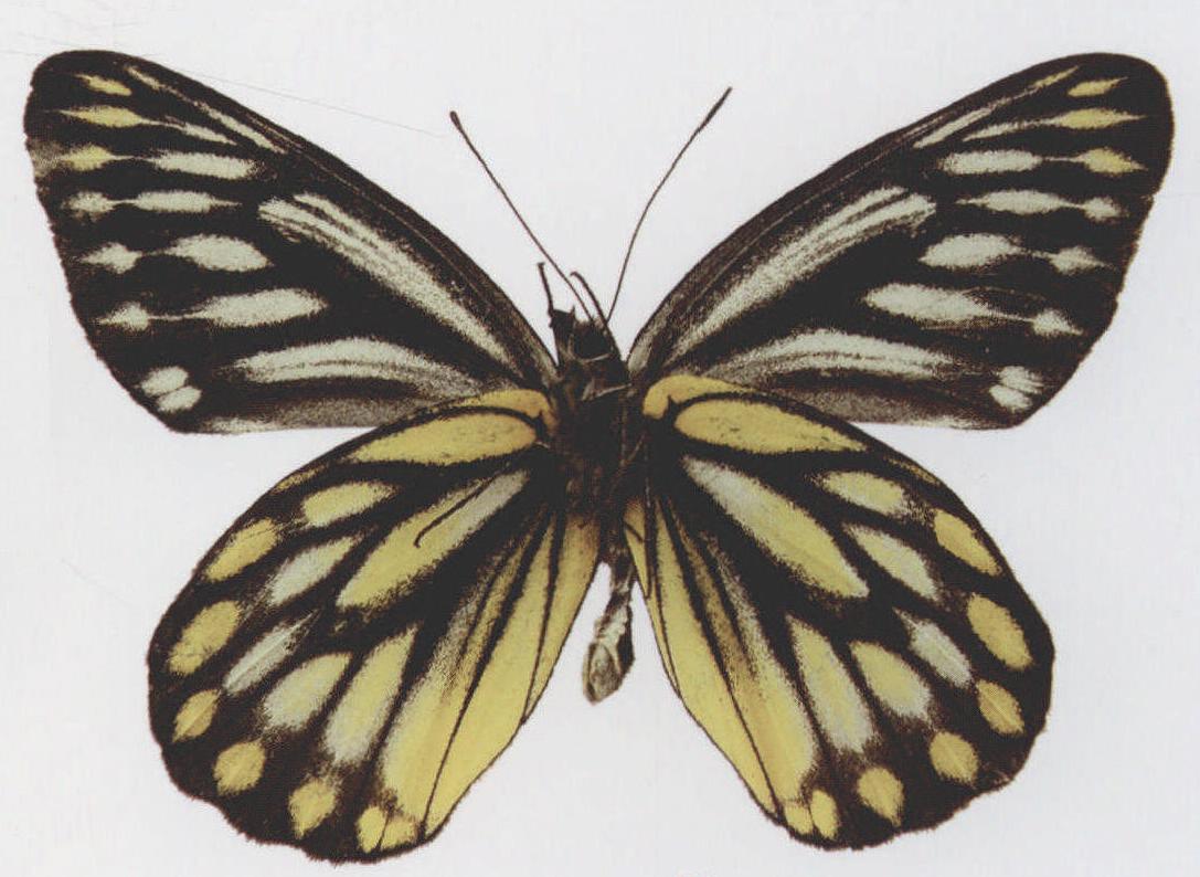 侧条斑粉蝶
