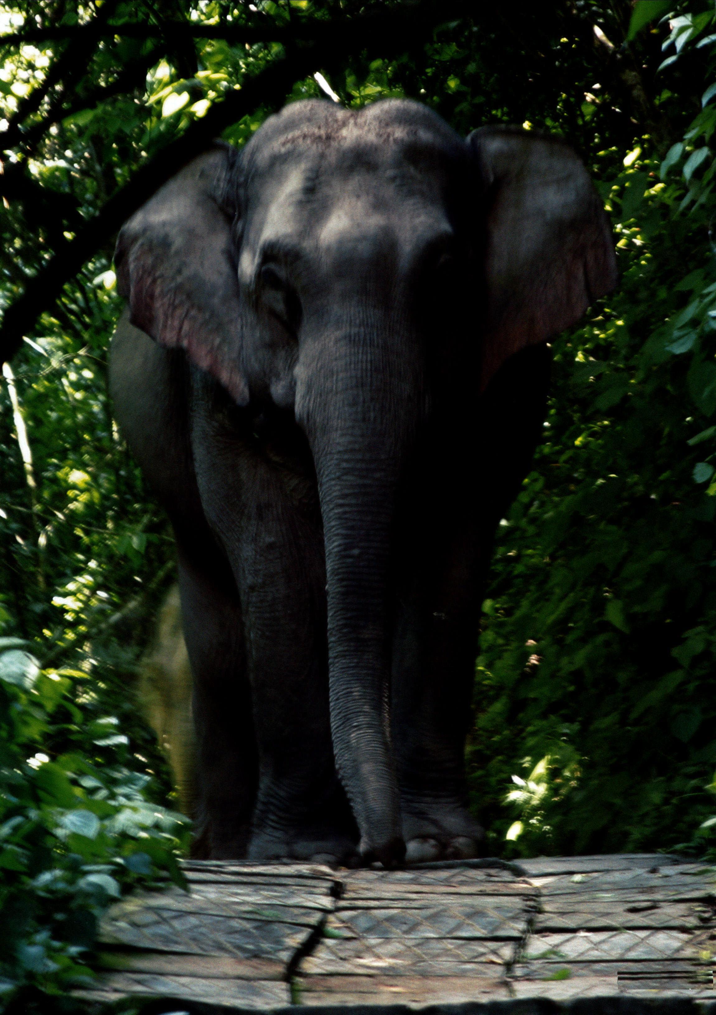 亚洲象与非洲象的形态学比较