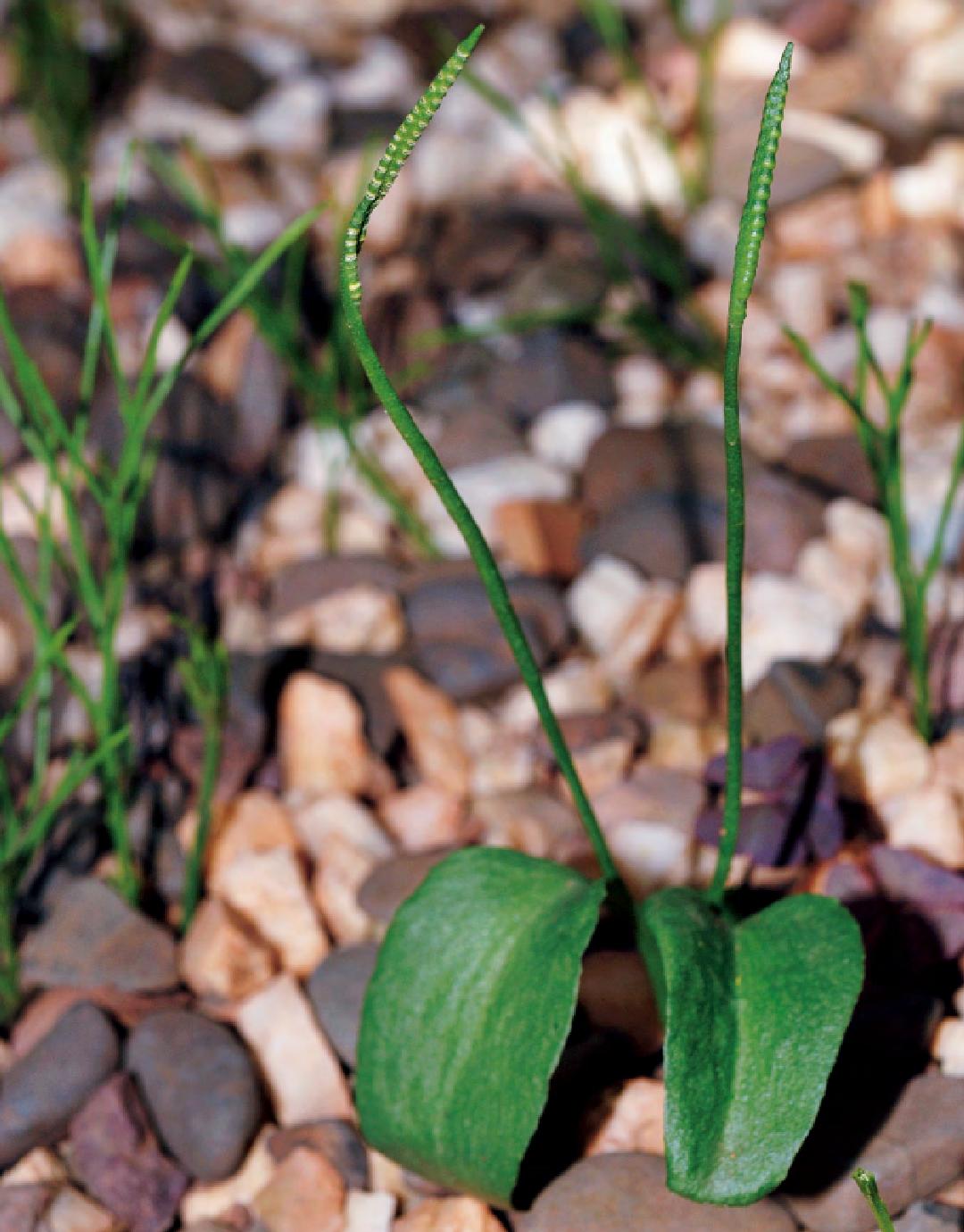 瓶尔小草