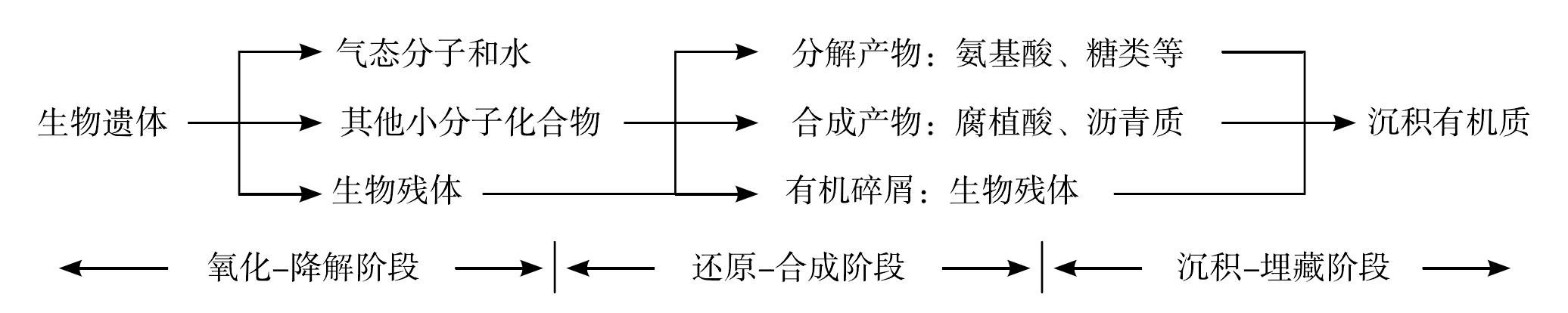 沉積有機質(zhì)形成過程