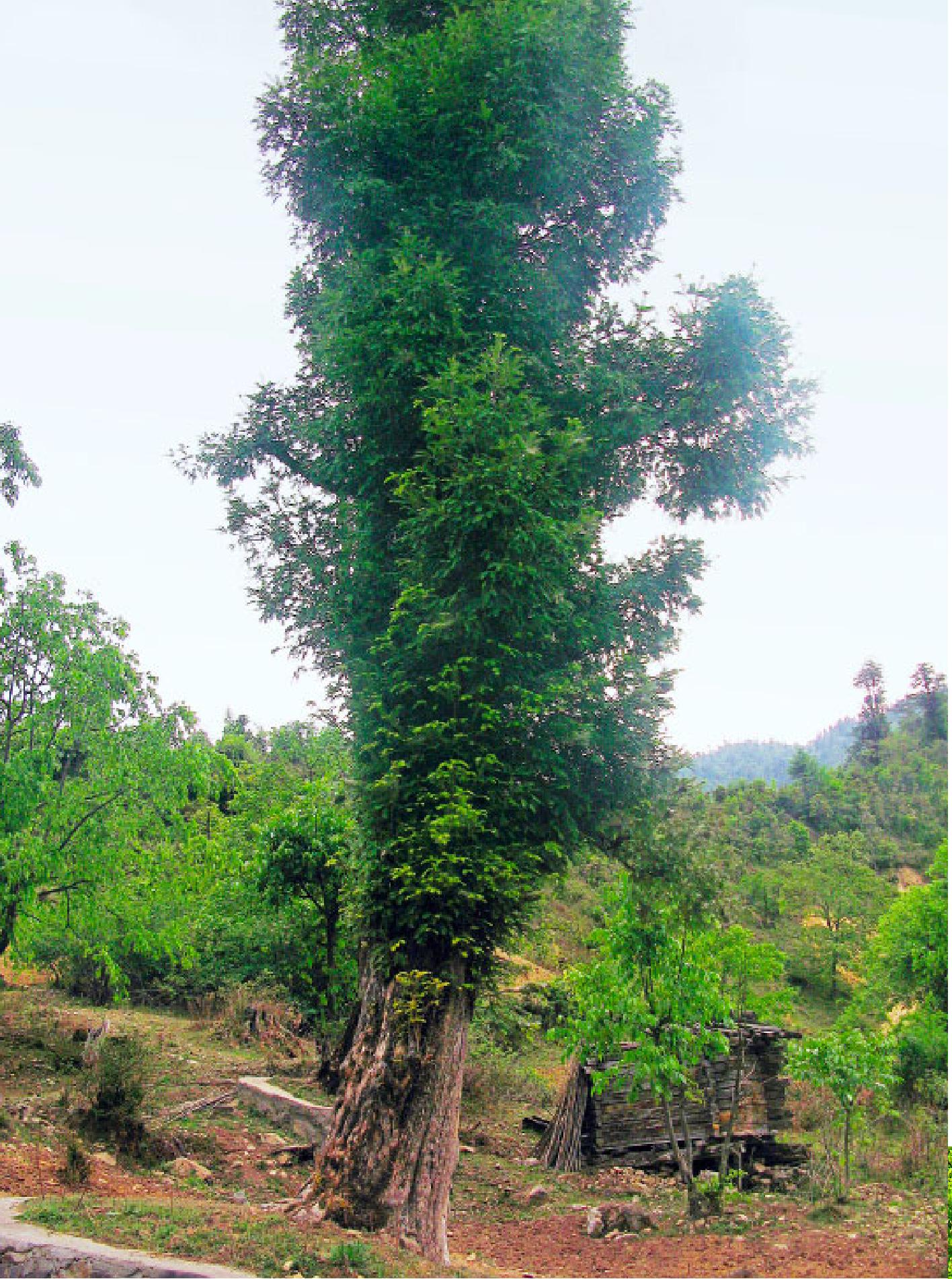 云南榧樹(shù)