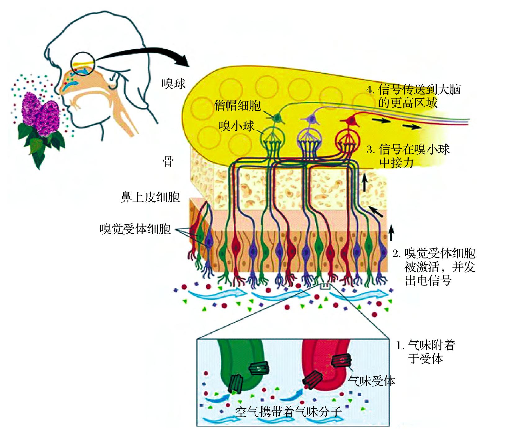 二、嗅覺(jué)基本生理?xiàng)l件