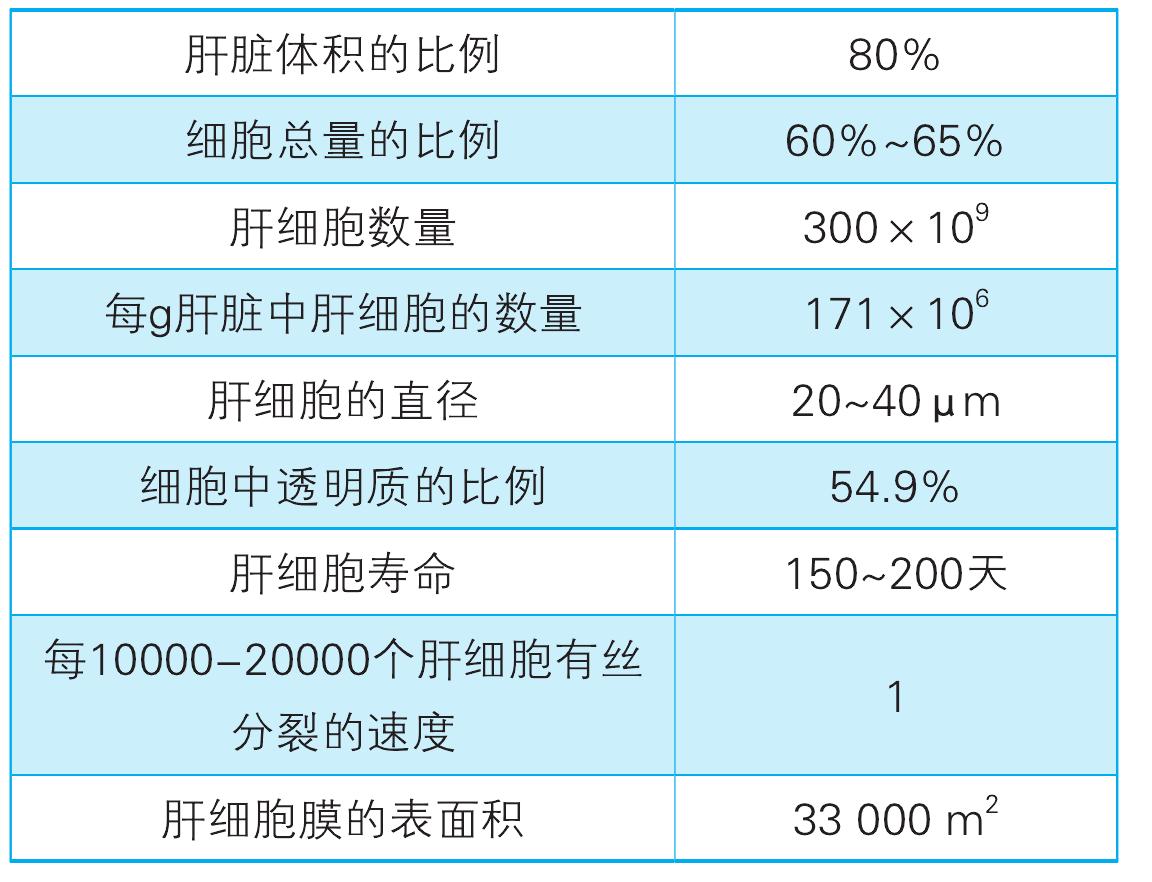 1. 肝臟的組織結(jié)構(gòu)
