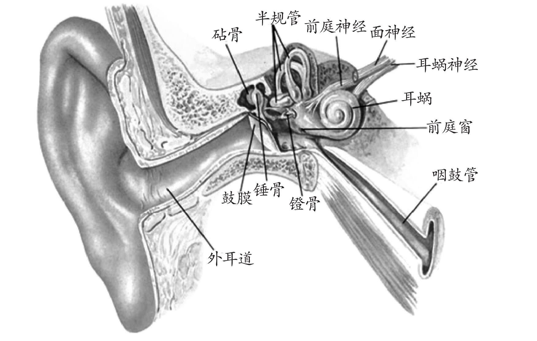 第二節(jié) 梅尼埃病