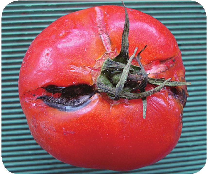 28.番茄早疫病