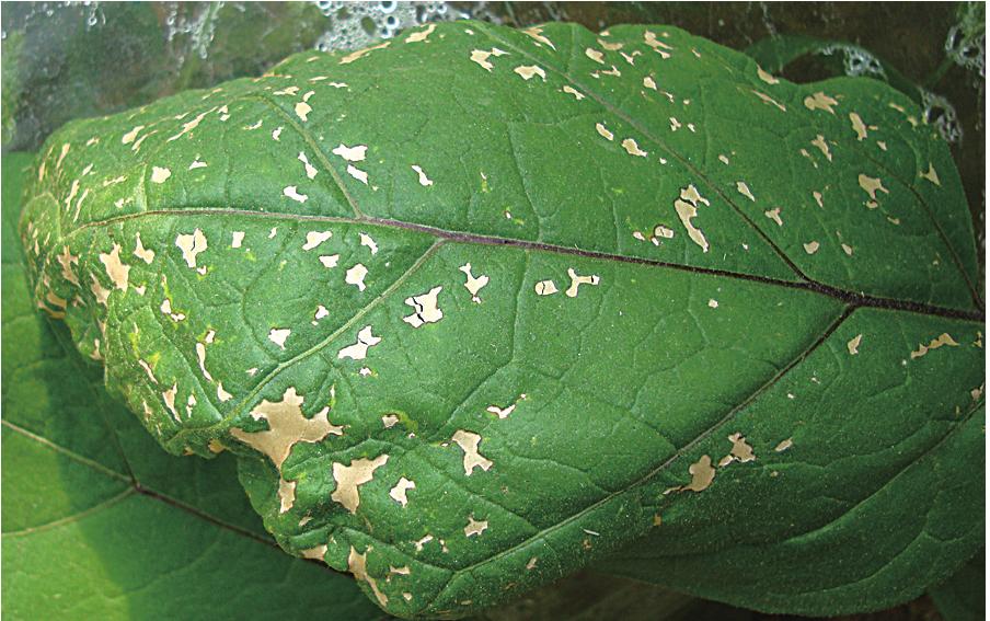 5.茄子急性失水