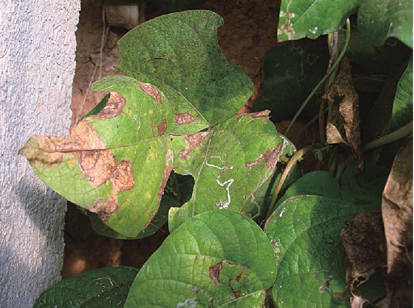 1.芸豆斑点病