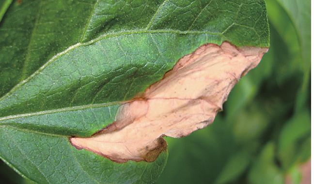 9.芸豆菌核病