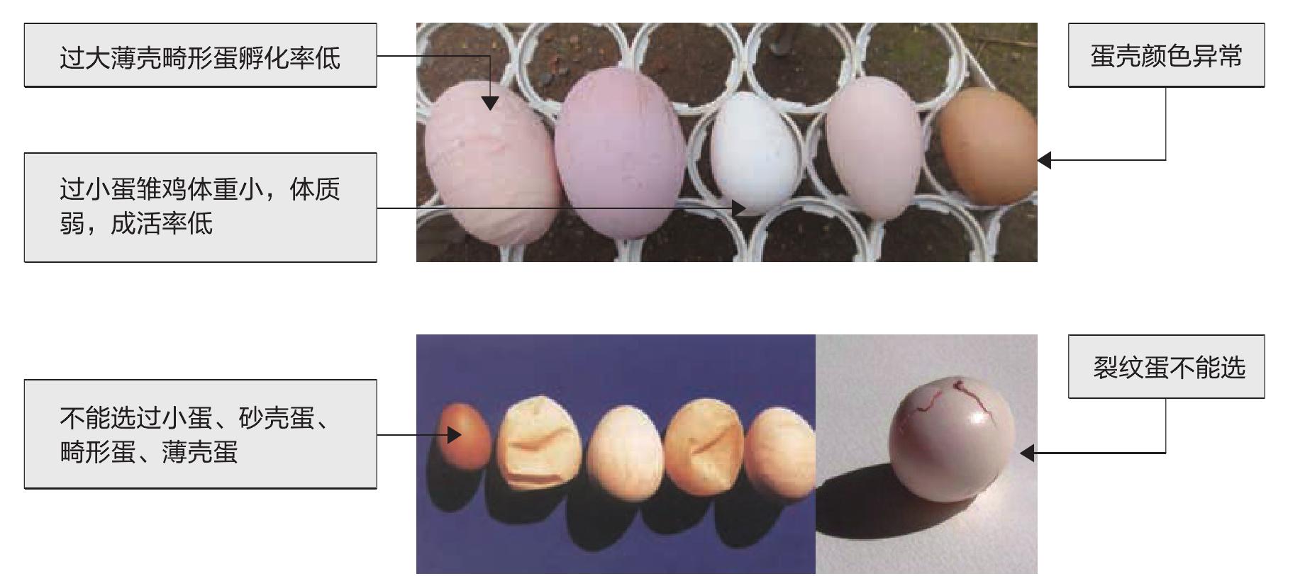 一、种蛋的管理
