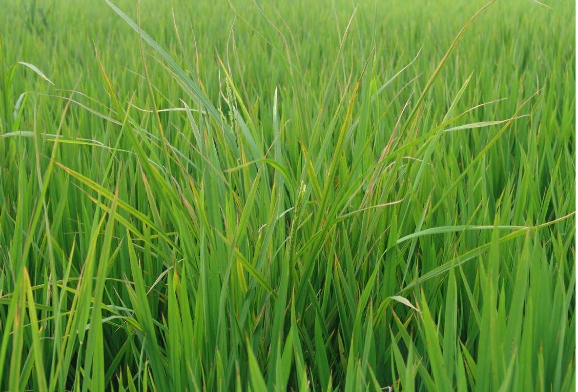 九稻171水稻种子图片