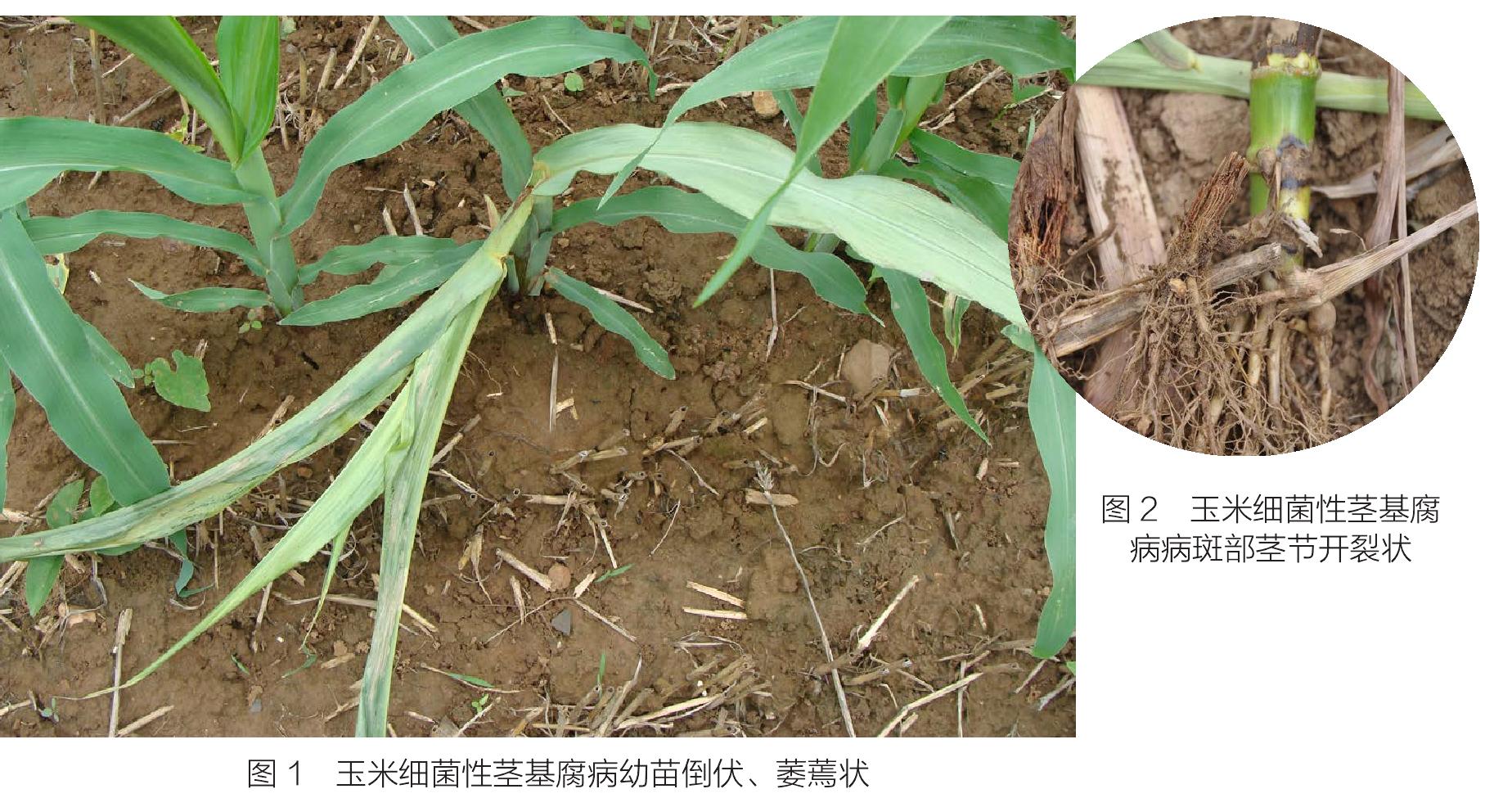 十五、玉米细菌性茎基腐病