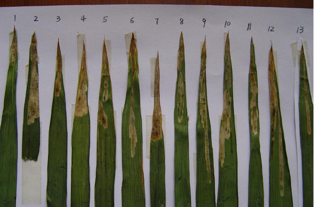 五、小麦潜叶蝇