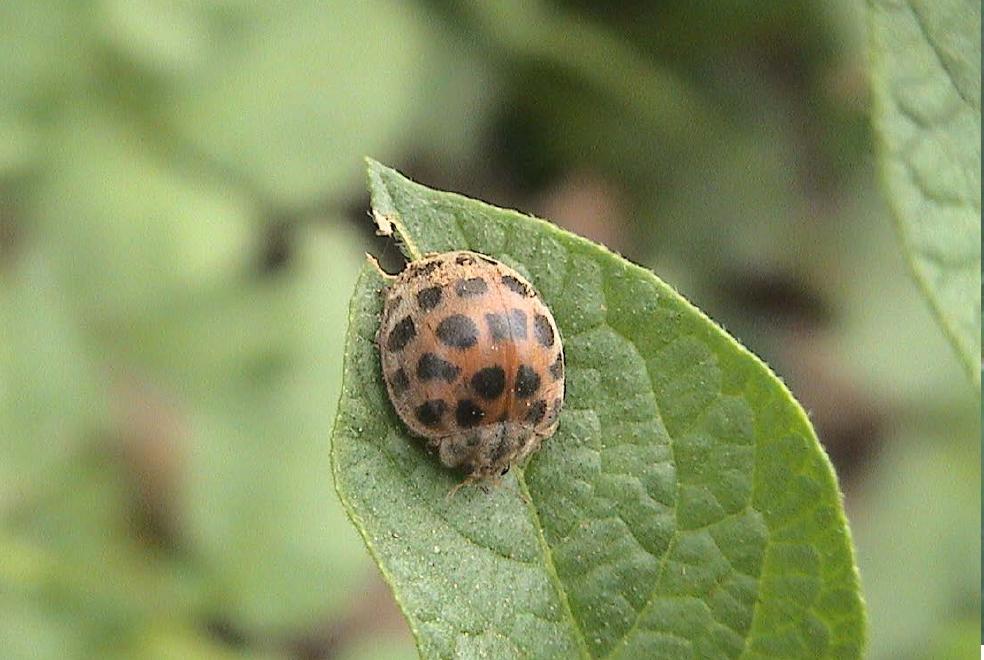 三十一、茄二十八星瓢虫