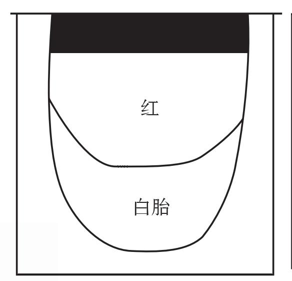 十五舌<sup>①</sup>