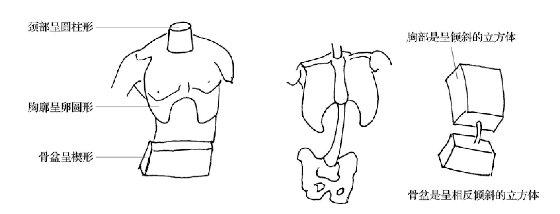 三、人體造型結(jié)構(gòu)