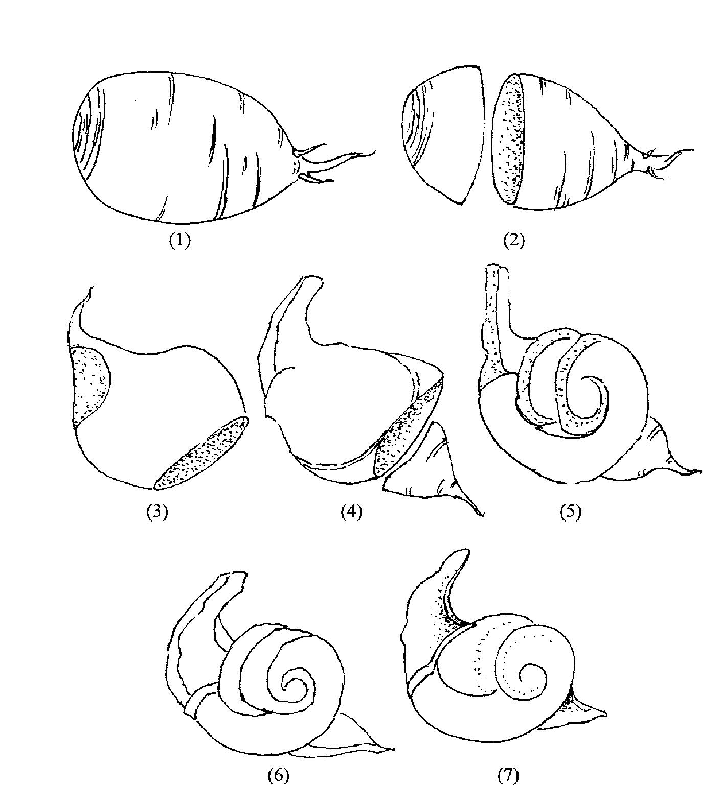 六、蜗牛