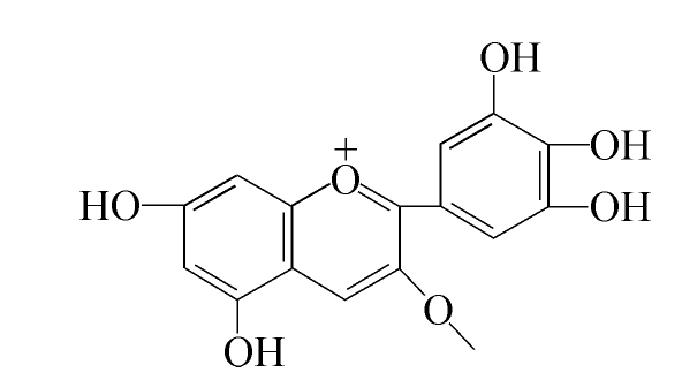 六、玫瑰茄紅