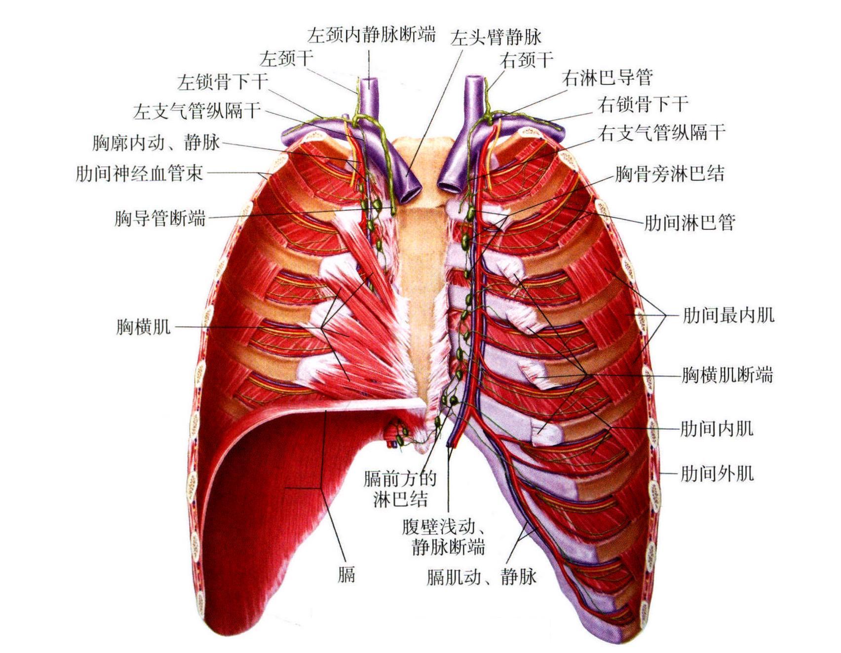 一、頸胸段局部解剖