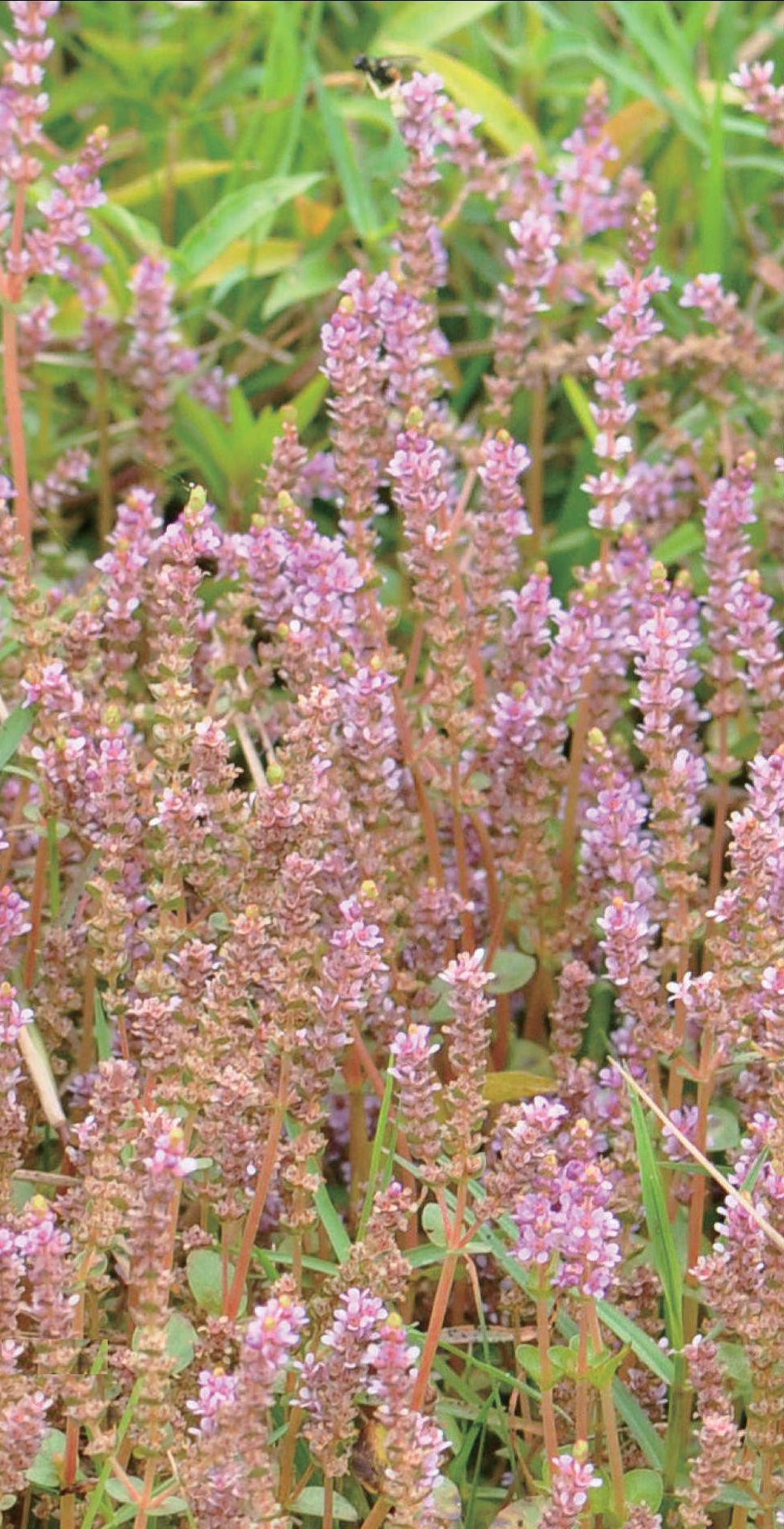 圆叶节节菜