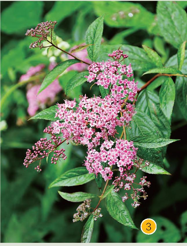 渐尖叶粉花绣线菊(狭叶绣线菊)