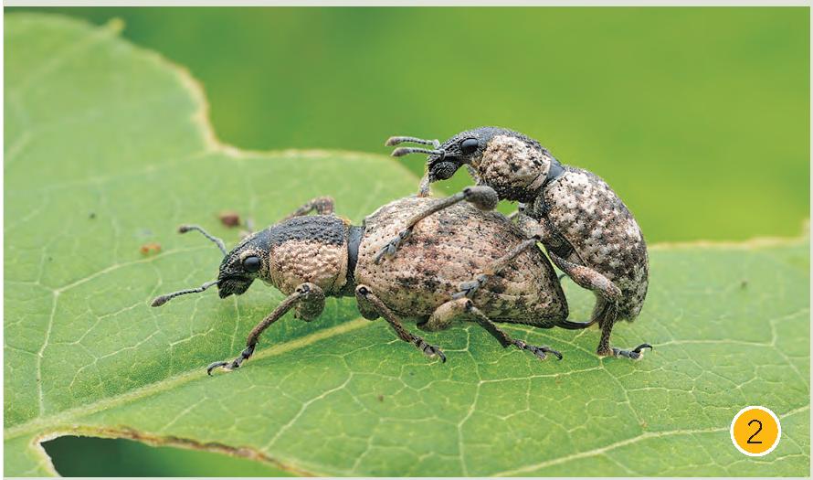 灰象甲虫图片图片