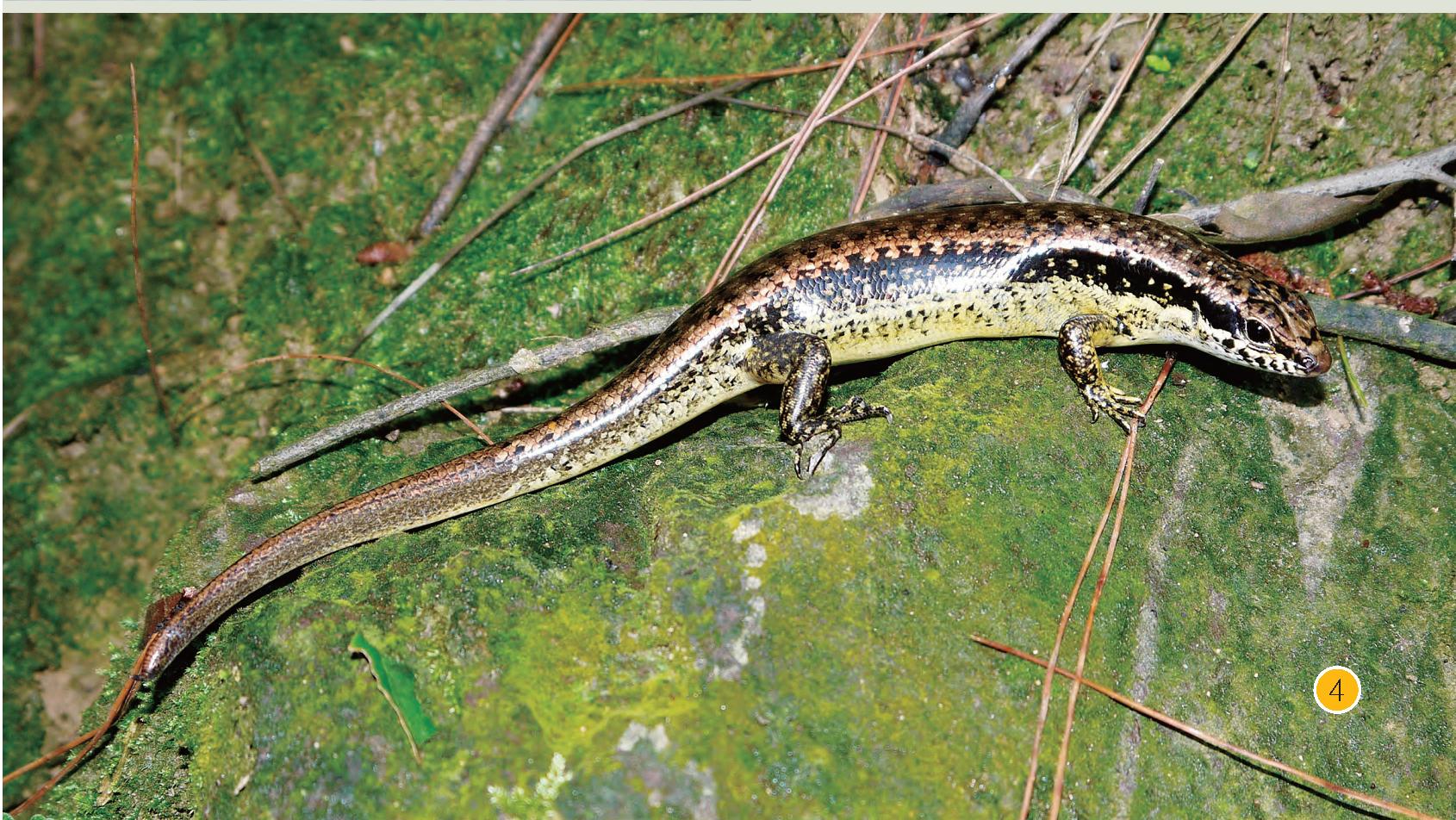 中国小型蜥蜴品种大全图片