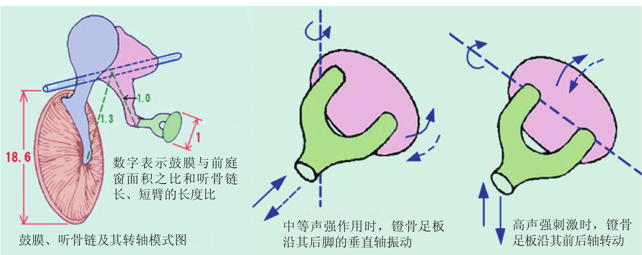 二.聽骨鏈的生理功能